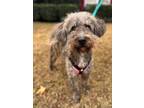 Adopt Julio a Poodle, Airedale Terrier
