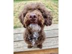 Adopt Hershey (23-120 D) a Brown/Chocolate Toy Poodle / Mixed dog in Saint