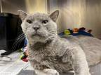 Adopt 2306-0779 Kitty Boy a Gray or Blue Domestic Shorthair / Mixed (short coat)