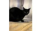 Adopt 2306-1486 Truffle a All Black Domestic Shorthair / Mixed (short coat) cat