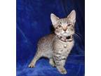 Adopt Nala a Gray, Blue or Silver Tabby Domestic Shorthair (short coat) cat in
