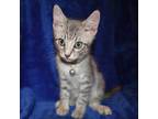 Adopt Nudge a Gray, Blue or Silver Tabby Domestic Shorthair (short coat) cat in