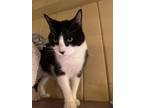 Adopt Stanley a Black & White or Tuxedo Domestic Shorthair (short coat) cat in