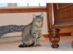 Adopt Nova a Gray, Blue or Silver Tabby Domestic Shorthair (short coat) cat in