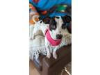 Adopt Lety $300 a Rat Terrier / Mixed dog in Milwaukee, WI (38874692)