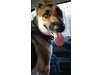 Adopt RINGO a Tricolor (Tan/Brown & Black & White) German Shepherd Dog / Mixed