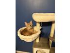 Adopt Professor a Orange or Red Domestic Shorthair / Mixed cat in Phillipsburg