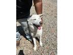Adopt BELLA a White Siberian Husky / Mixed dog in Ventura, CA (38732611)