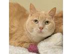 Adopt Squeaks a Domestic Mediumhair / Mixed (short coat) cat in Cambria