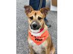 Adopt Ziggy a Shepherd (Unknown Type) / Siberian Husky / Mixed dog in