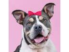 Adopt Baby Girl a Gray/Blue/Silver/Salt & Pepper American Pit Bull Terrier /