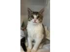 Adopt Irene a Brown Tabby Domestic Shorthair (short coat) cat in Houston