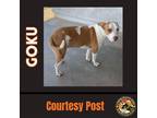 Adopt GOKU #2 a Tan/Yellow/Fawn - with White American Pit Bull Terrier / Mixed