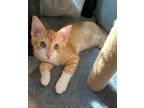 Adopt Tanner a Domestic Shorthair / Mixed (short coat) cat in Newnan