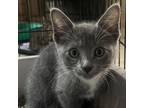 Adopt Athena BD a Gray or Blue Domestic Shorthair / Mixed cat in Clive