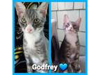 Adopt Godfrey a Gray, Blue or Silver Tabby Domestic Shorthair / Mixed (short