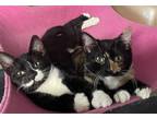 Adopt Moby a Black & White or Tuxedo Domestic Shorthair / Mixed cat in