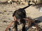 Adopt Cash a Brindle Cane Corso / Boxer / Mixed dog in Key Largo, FL (38822012)