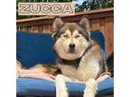 Adopt Zucca a Tricolor (Tan/Brown & Black & White) Siberian Husky / Mixed dog in