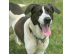 Adopt Oreo a Border Collie