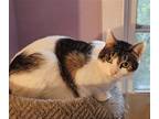 Adopt Tabitha a White (Mostly) Domestic Shorthair / Mixed cat in Phillipsburg
