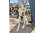 Adopt Oxford a White Siberian Husky / Mixed dog in Carrollton, TX (38808978)