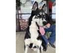 Adopt Togo a Black - with White Siberian Husky / Mixed dog in Carrollton