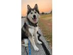 Adopt Forrest a Tricolor (Tan/Brown & Black & White) Siberian Husky / Mixed dog