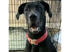 Adopt Tyrone a Great Dane