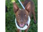 Adopt Celeste a Cattle Dog / Border Collie / Mixed dog in San Diego