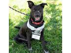 Adopt Calista a Black Cattle Dog / Border Collie / Mixed dog in San Diego