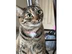 Adopt Jan a Tan or Fawn Tabby Domestic Shorthair / Mixed (short coat) cat in