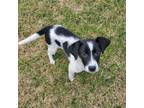 Adopt Rumrunner a Border Collie, Australian Cattle Dog / Blue Heeler