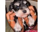 Schnauzer (Miniature) Puppy for sale in Bakersfield, CA, USA