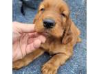 Irish Setter Puppy for sale in Sylvester, GA, USA