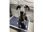 Adopt Naomi a Great Dane / Mixed dog in Warrenton, MO (38758977)