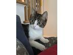 Adopt Ivan KITTEN a Gray, Blue or Silver Tabby Domestic Shorthair / Mixed (short