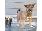 Shiba Inu Puppy for sale in Sioux Falls, SD, USA