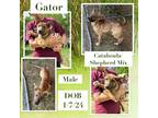 Adopt Gator a Catahoula Leopard Dog, German Shepherd Dog