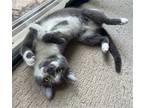 Adopt Ziggy a Gray or Blue (Mostly) Domestic Shorthair / Mixed (short coat) cat