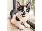 Adopt Marley a Black & White or Tuxedo Domestic Shorthair / Mixed (short coat)