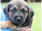 Adopt Oval ~ meet me! a Black - with Tan, Yellow or Fawn Golden Retriever /