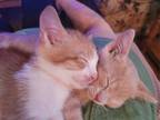 Adopt Wayne a Orange or Red (Mostly) Domestic Shorthair / Mixed (short coat) cat