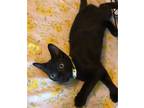 Adopt Licorice a All Black Domestic Shorthair / Mixed (short coat) cat in Los