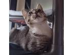 Adopt Lolipop a Brown or Chocolate Domestic Shorthair / Mixed cat in Ballston