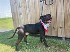 Adopt Buddy a Black Terrier (Unknown Type, Medium) / Mixed dog in Abbeville
