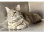 Adopt Eloise (MC) a Gray, Blue or Silver Tabby Domestic Longhair / Mixed (long