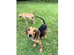 Adopt Harris a Treeing Walker Coonhound / Hound (Unknown Type) dog in