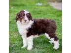 Mutt Puppy for sale in Delaware, OH, USA