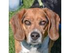 Adopt Copper a Tricolor (Tan/Brown & Black & White) Beagle / Mixed dog in